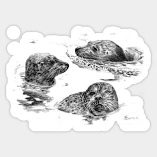 Harbor seals at Ile-aux-hares Sticker